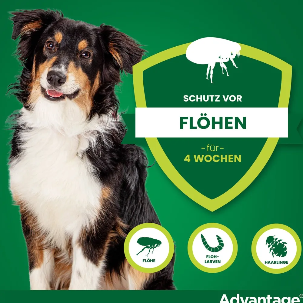 Spot-On 250 gegen Flöhe für mittelgroße Hunde von 10 bis 25 kg Körpergewicht>Advantage Discount