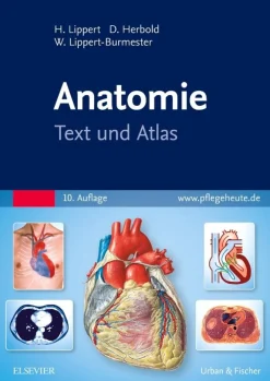 Anatomie| Hot