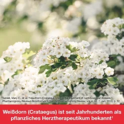 cratae-Loges® 450 mg Weißdorn| Online