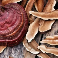 Dr. Jacob's nervenstark – Rosenwurz (Rhodiola) Ashwaganda Reishi-Pilz Vitamin B1><noscript><img width=