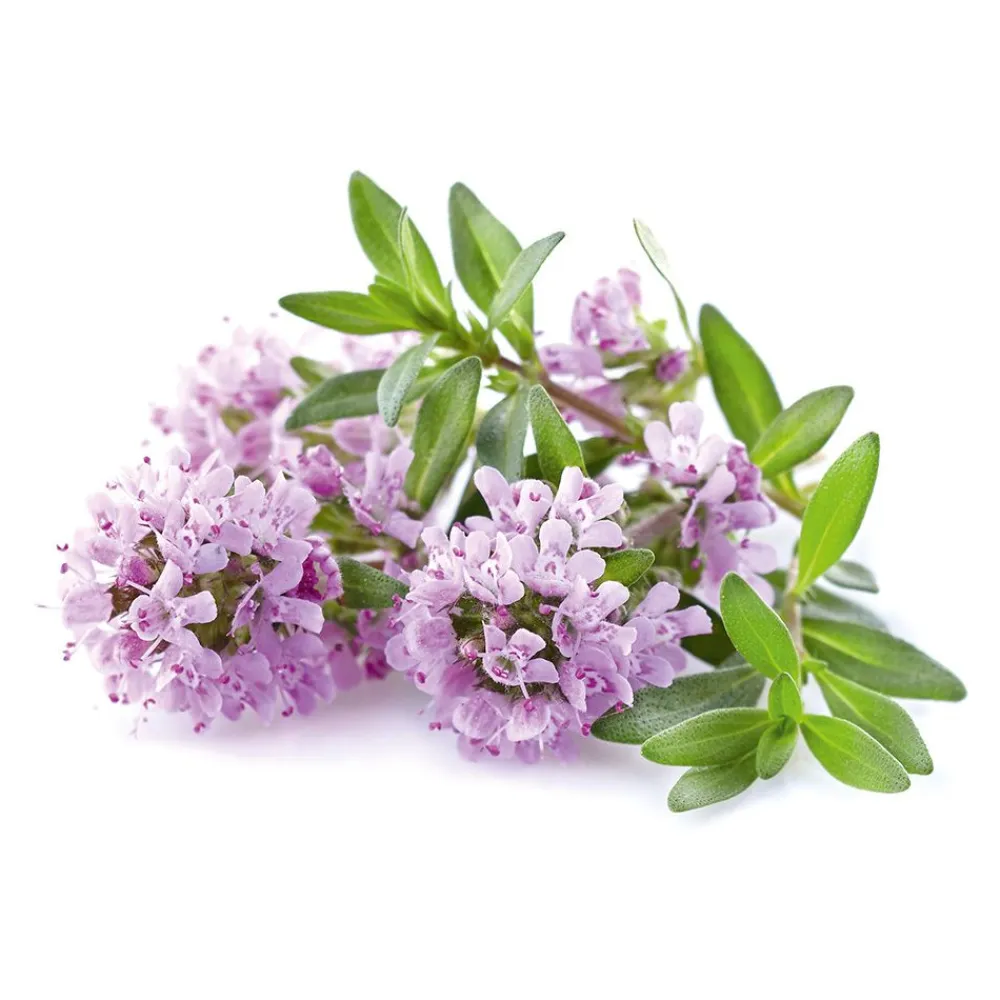 Dr. Jacob's Oregano-Öl Kapseln Carvacrol Thymol vegan|Dr. Jacob's Sale