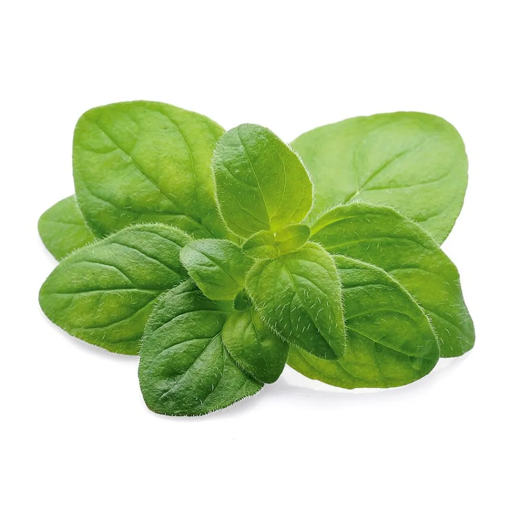 Dr. Jacob's Oregano-Öl Kapseln Carvacrol Thymol vegan|Dr. Jacob's Sale