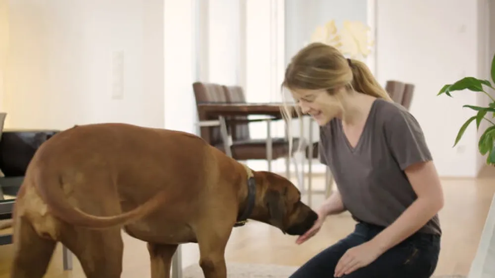 ® SPOT ON Hund (2-10kg) gegen Zecken und Flöhe|Frontline Outlet