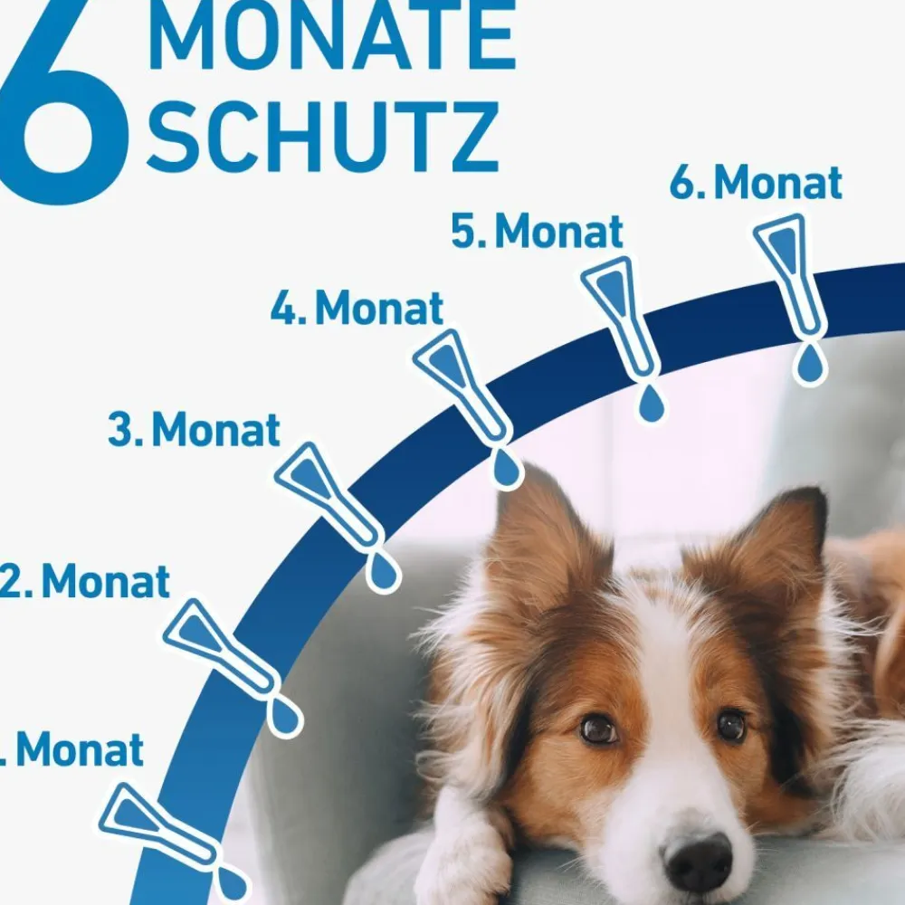 ® SPOT ON Hund (2-10kg) gegen Zecken und Flöhe|Frontline Outlet