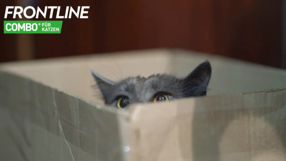 ® Spray gegen Zecken und Flöhe bei Hund und Katze>Frontline