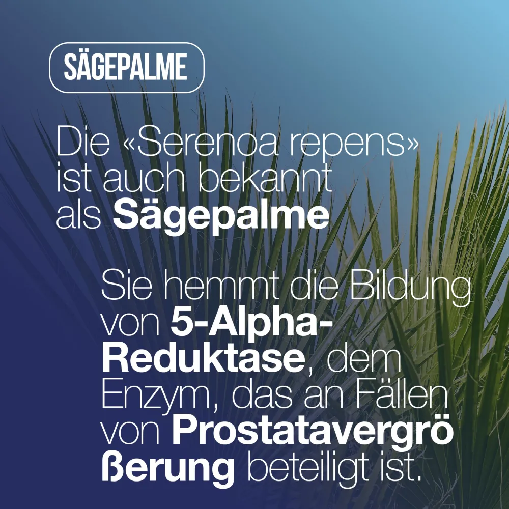 LA.GA Prostaman© Nahrungsergänzungsmittel für die Prostata mit Saw Palmetto / Serenoa Repens> New