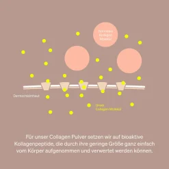 Collagen Pulver – Kollagen Hydrolysat Peptide – Kollagen Typ 1 und 3 – Neutral|natural elements Online