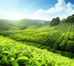 Paulsen Bio Sencha Kyoto| Sale