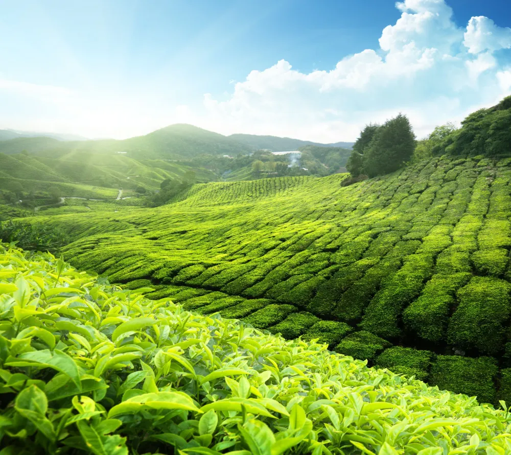 Paulsen Darjeeling First Flush FTGFOP1, Ernte 2023 - Plantage Arya-schwarzer Tee| New