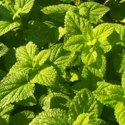 PEPPERMINTMAN Fränkische Zitronenmelisse, Bio| Discount