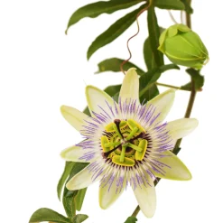 PEPPERMINTMAN Passionsblumenkraut| Online