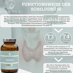 SHIELD Schilddrüsen Komplex|QIDOSHA Best