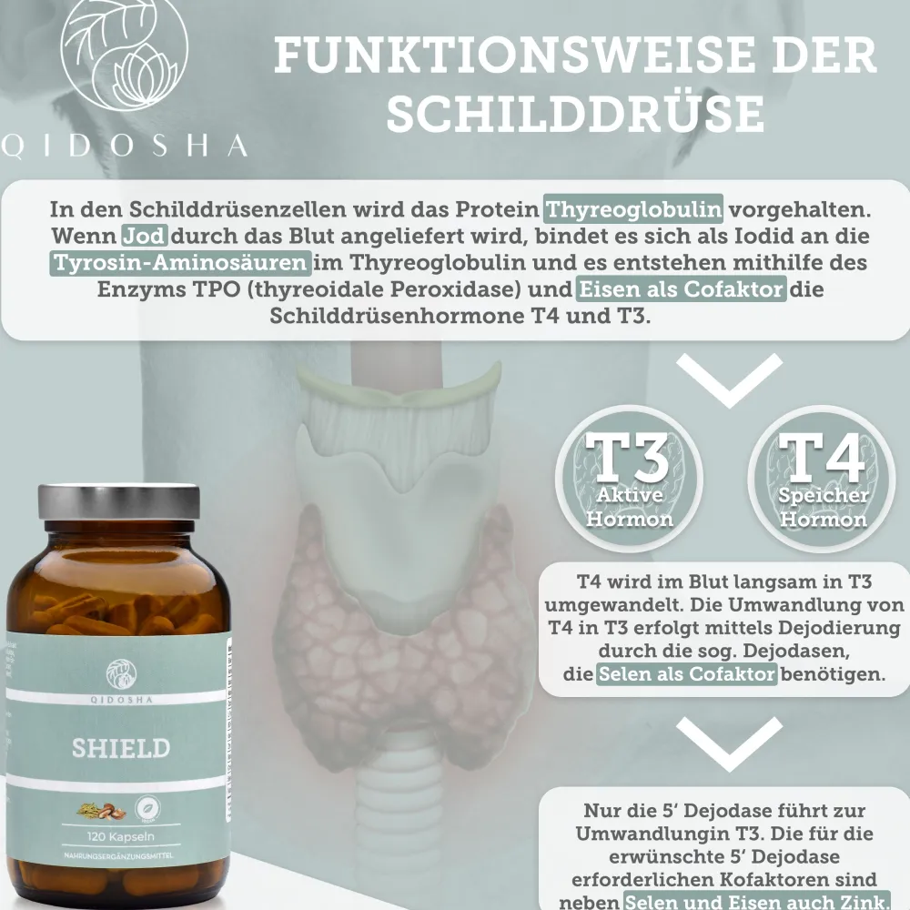 SHIELD Schilddrüsen Komplex|QIDOSHA Best