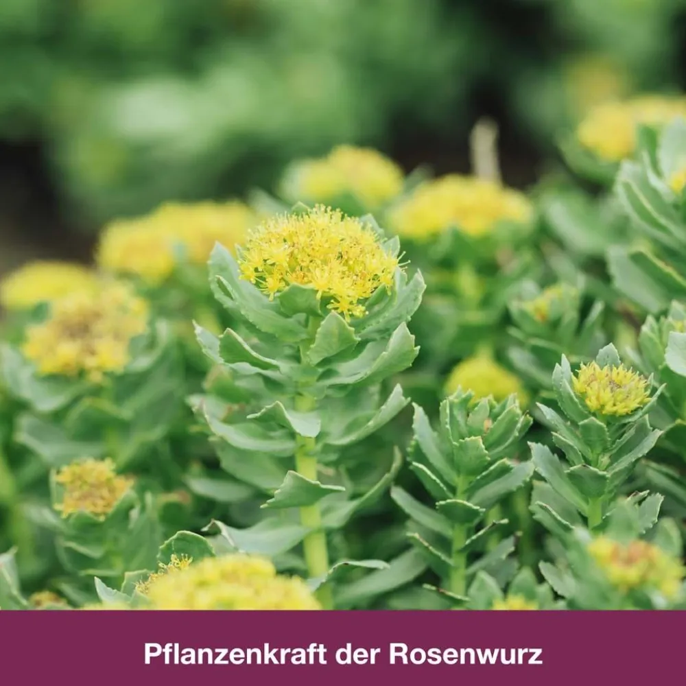 rhodioLoges® 200 mg| Clearance