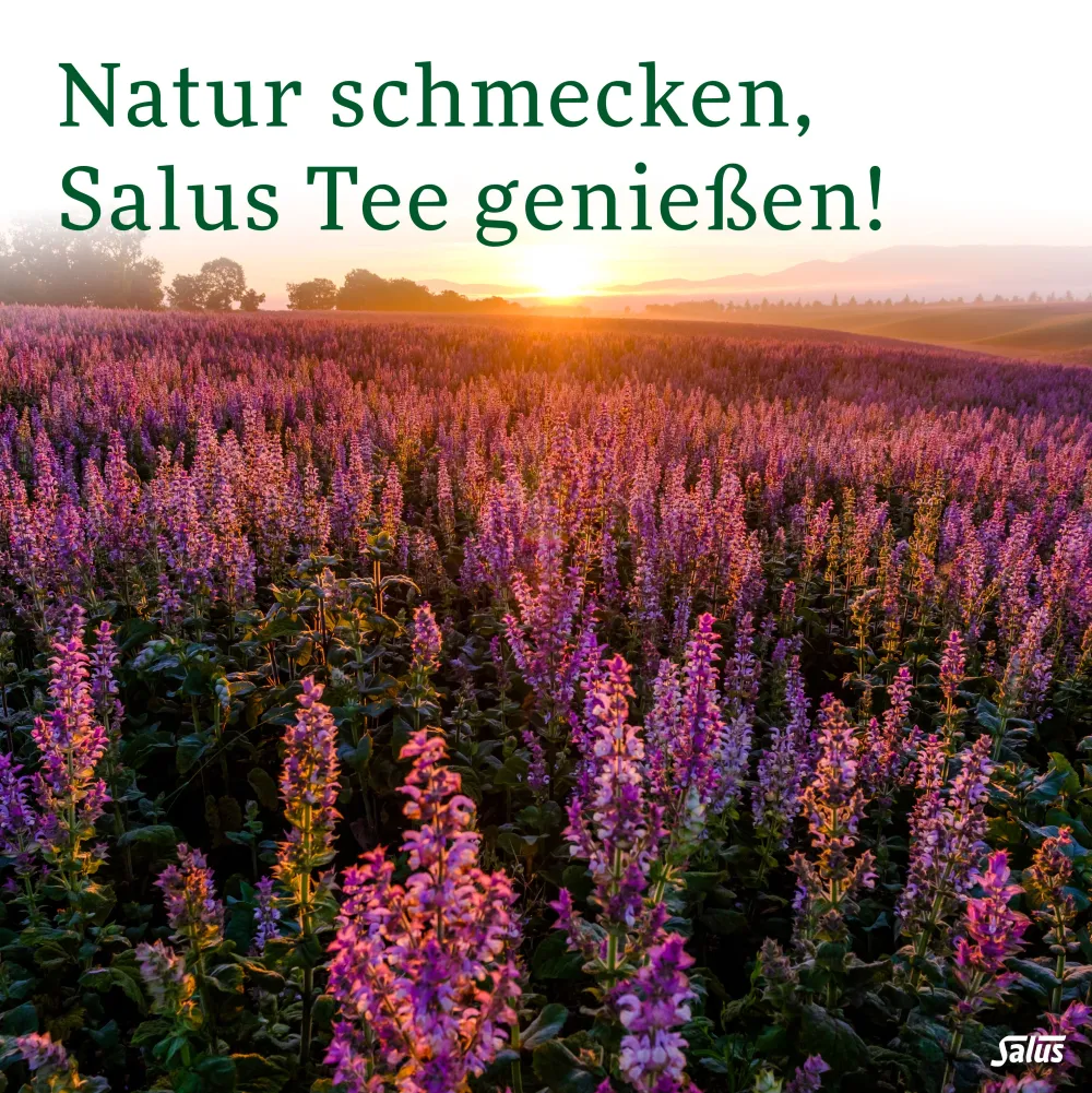 ® Magen-Darm-Tee Kräutertee Nr. 20a|Salus Outlet