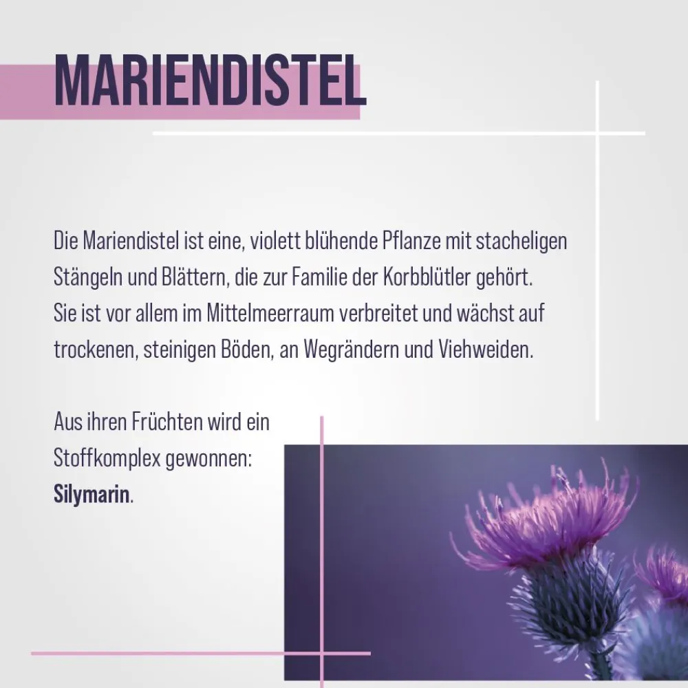 Mariendistel-Kapseln|Sanct Bernhard New
