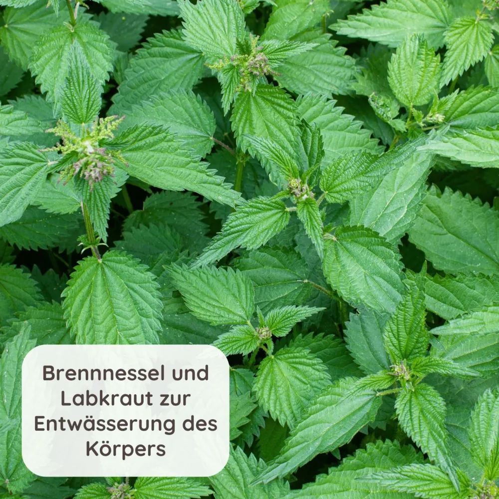 Schlosskräuter Basentee mit Brennessel & Labkraut> Discount