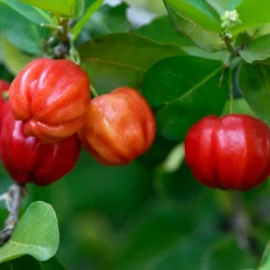 Sekoya Swiss Acerola+ Natürliches Vitamin C><noscript><img width=