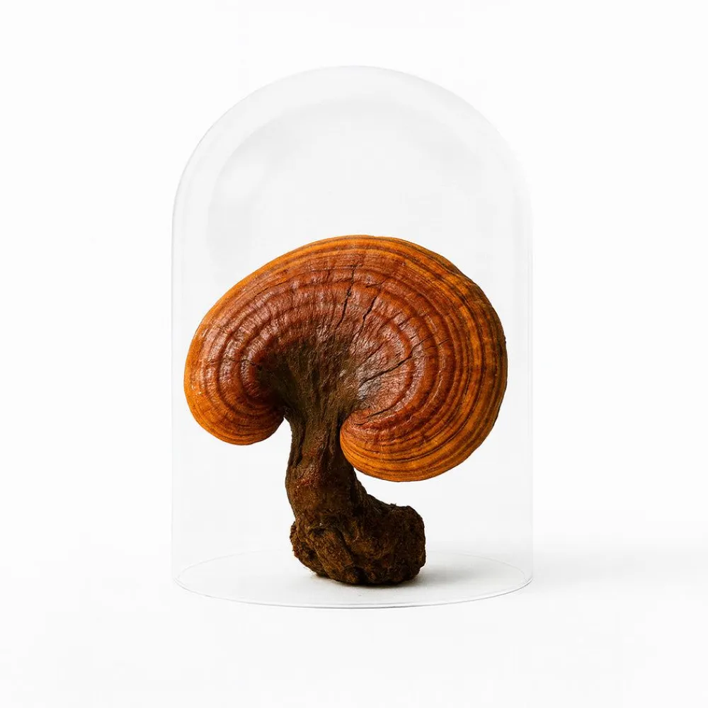 Mushroom Tea mit Reishi und Hericium - 210 g, 30 Portionen>smaints Outlet