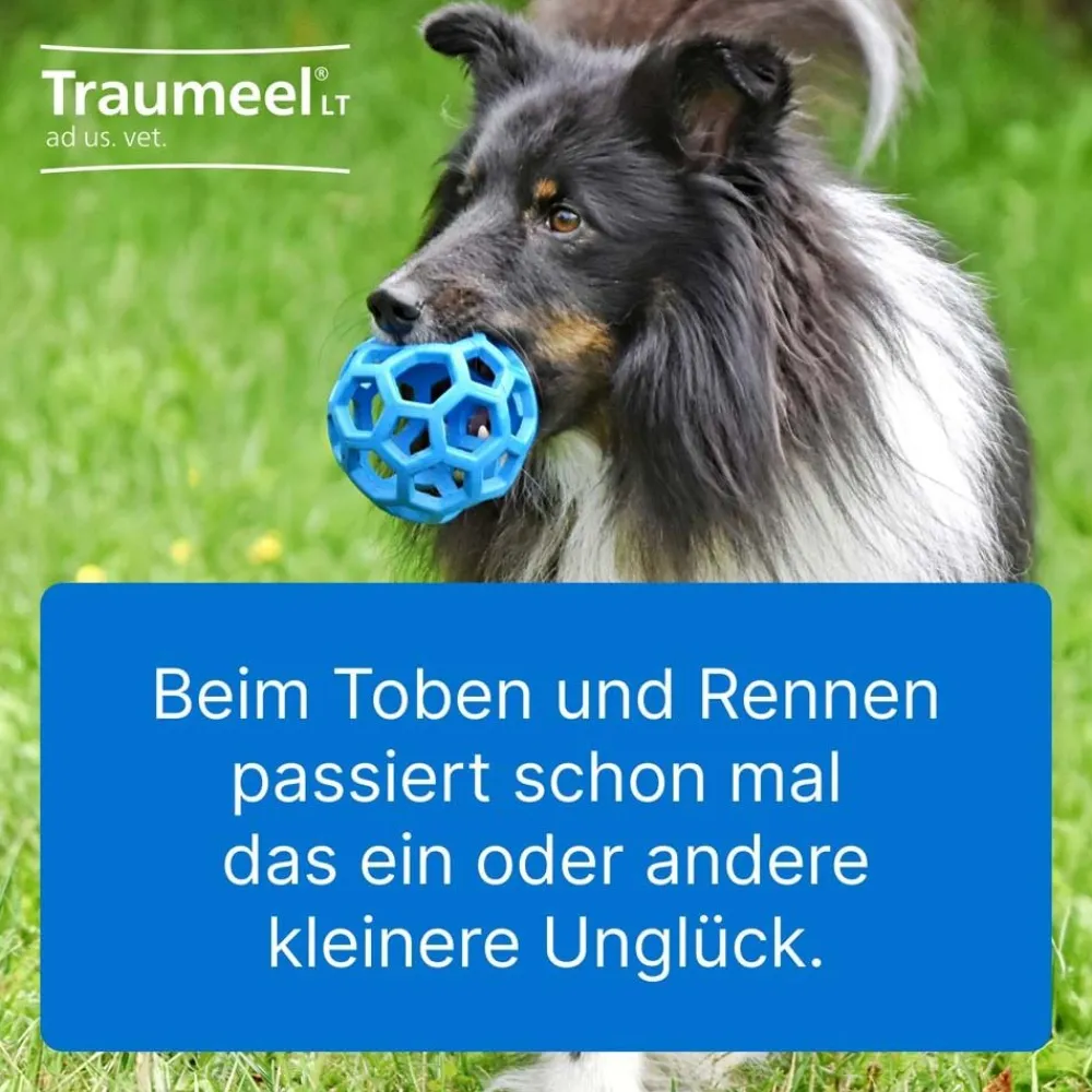 Traumeel® LT ad us. vet.>Traumeel T ad us. vet. Best