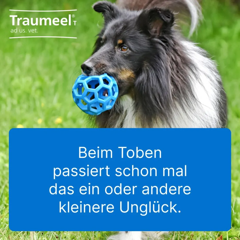 ® T ad us. vet.>Traumeel Online