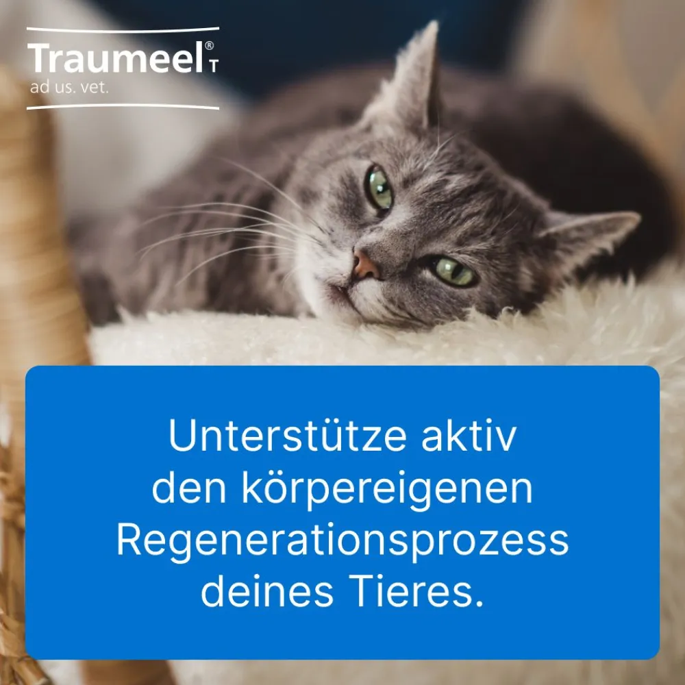 ® T ad us. vet.>Traumeel Online