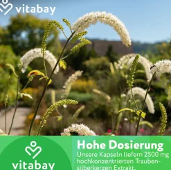 Traubensilberkerze 2500 mg><noscript><img width=
