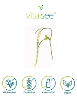 Vitalsee TRAUBENSILBERKERZE 160| Hot
