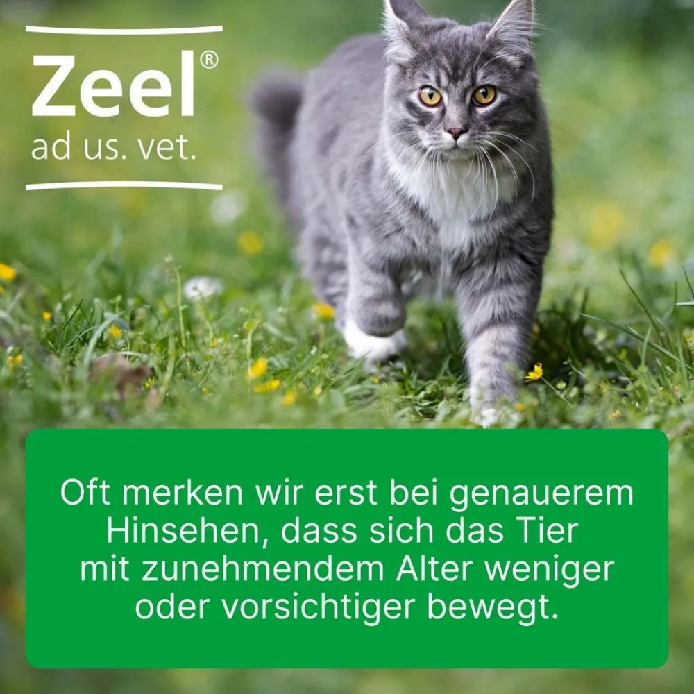 Zeel® ad us. vet. Ampullen>Zeel ad us. vet.