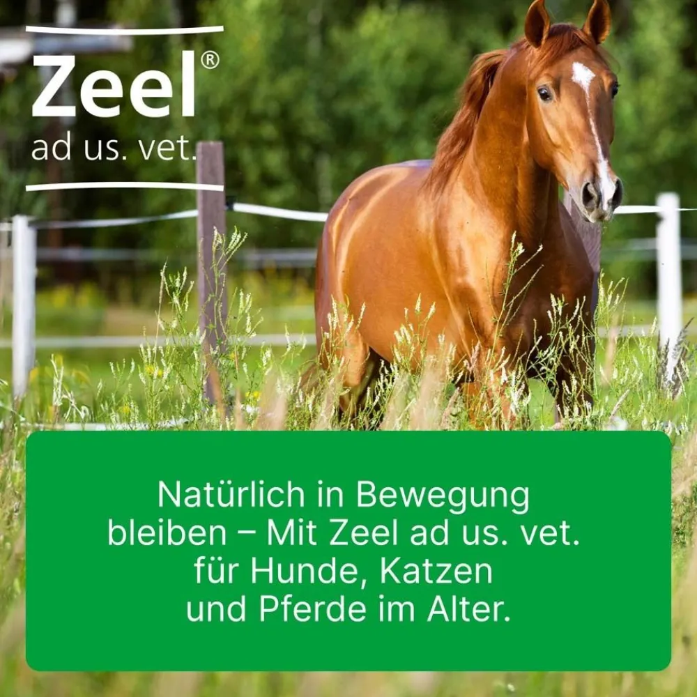Zeel® ad us. vet. Ampullen>Zeel ad us. vet.
